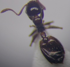 Crematogaster sordidula