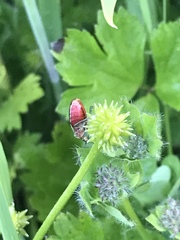 Ditomotarsus punctiventris