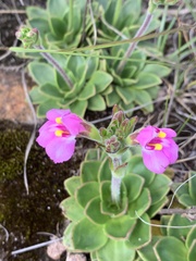 Craterostigma wilmsii