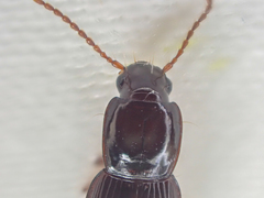 Pterostichus marinensis
