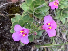 Craterostigma wilmsii