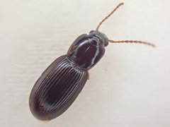 Pterostichus marinensis