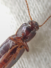 Pterostichus marinensis