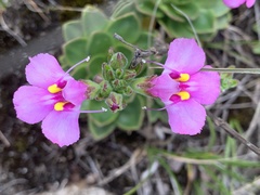 Craterostigma wilmsii