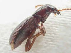 Pterostichus marinensis