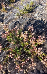 Mesembryanthemum longistylum