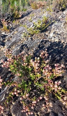 Mesembryanthemum longistylum