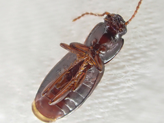 Pterostichus marinensis