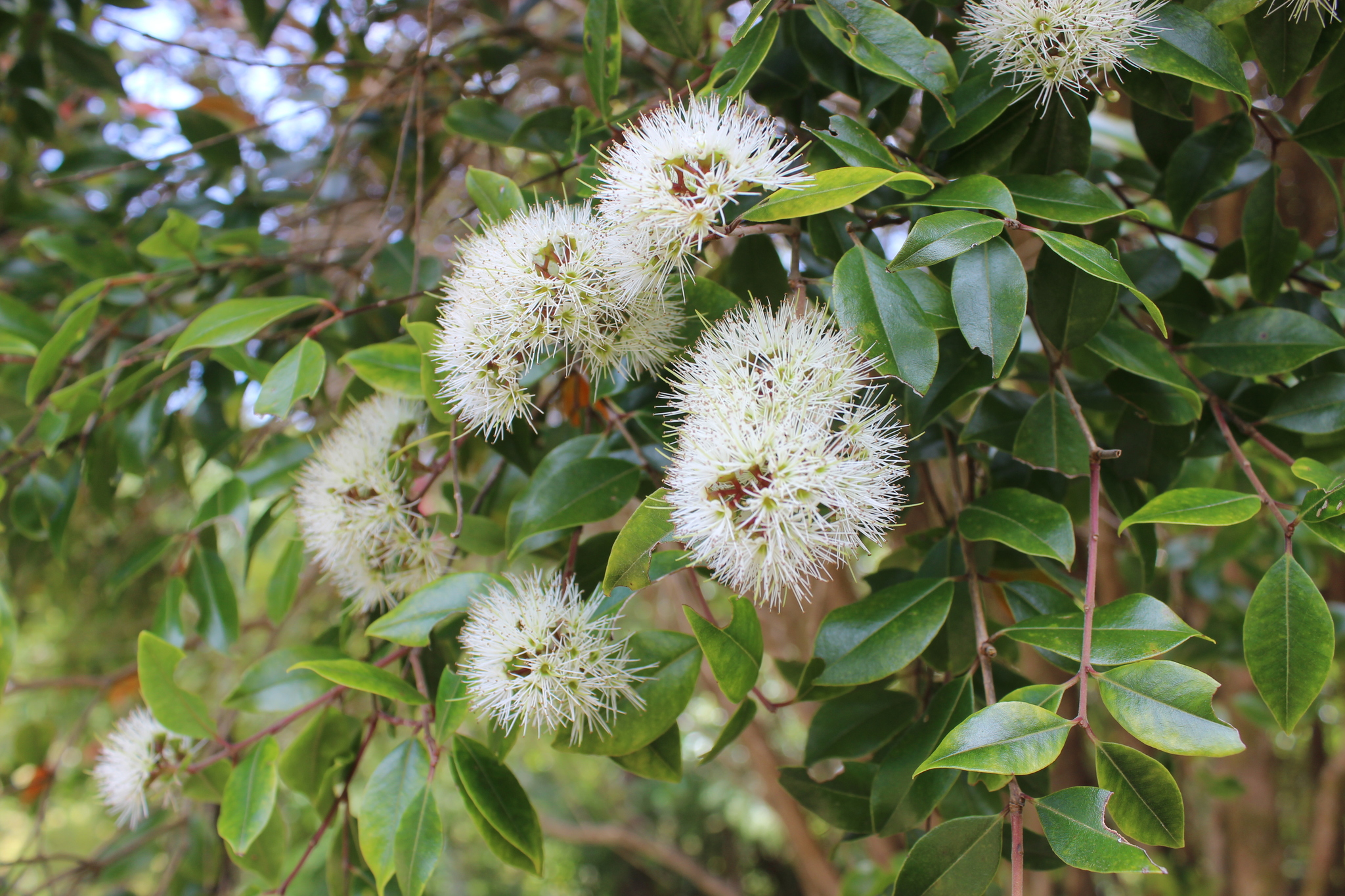 Metrosideros bartlettii