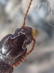 Pterostichus marinensis