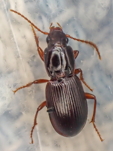 Pterostichus marinensis