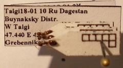 Crematogaster sordidula