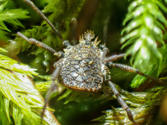 Ortholasma rugosum