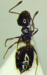 Crematogaster sordidula
