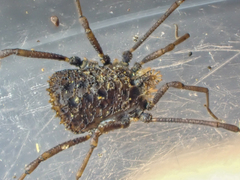 Ortholasma rugosum