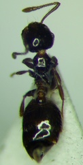 Crematogaster sordidula