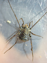 Ortholasma rugosum
