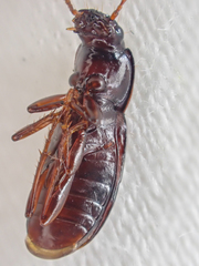 Pterostichus marinensis