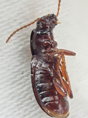 Pterostichus marinensis