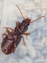 Pterostichus marinensis