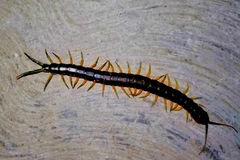 Scolopendra viridis maya