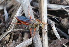 Sphex jamaicensis