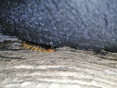 Scolopendra viridis maya