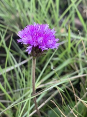 Pseudopegolettia thodei