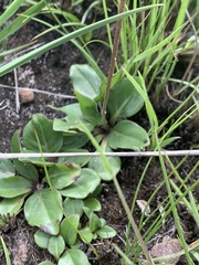 Pseudopegolettia thodei