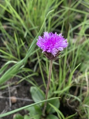 Pseudopegolettia thodei