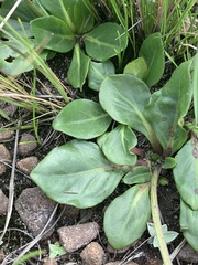 Pseudopegolettia thodei