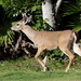 Key Deer - Photo (c) guyincognito, some rights reserved (CC BY-NC), uploaded by guyincognito