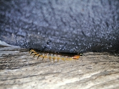 Scolopendra viridis maya