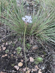 Drimia sphaerocephala