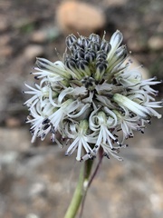 Drimia sphaerocephala