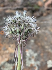 Drimia sphaerocephala
