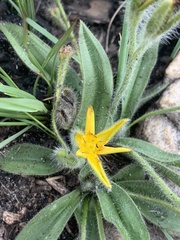 Hypoxis parvifolia