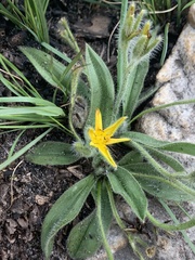 Hypoxis parvifolia
