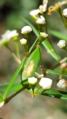Sannantha pluriflora
