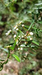 Sannantha pluriflora