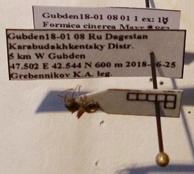 Formica cinerea