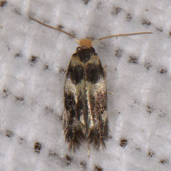 Etainia sericopeza
