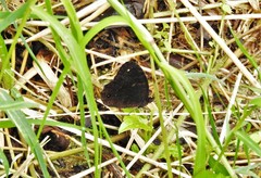 Praepronophila perperna