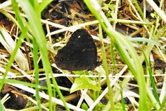 Praepronophila perperna