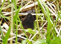 Praepronophila perperna