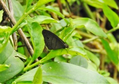 Hermeuptychia harmonia