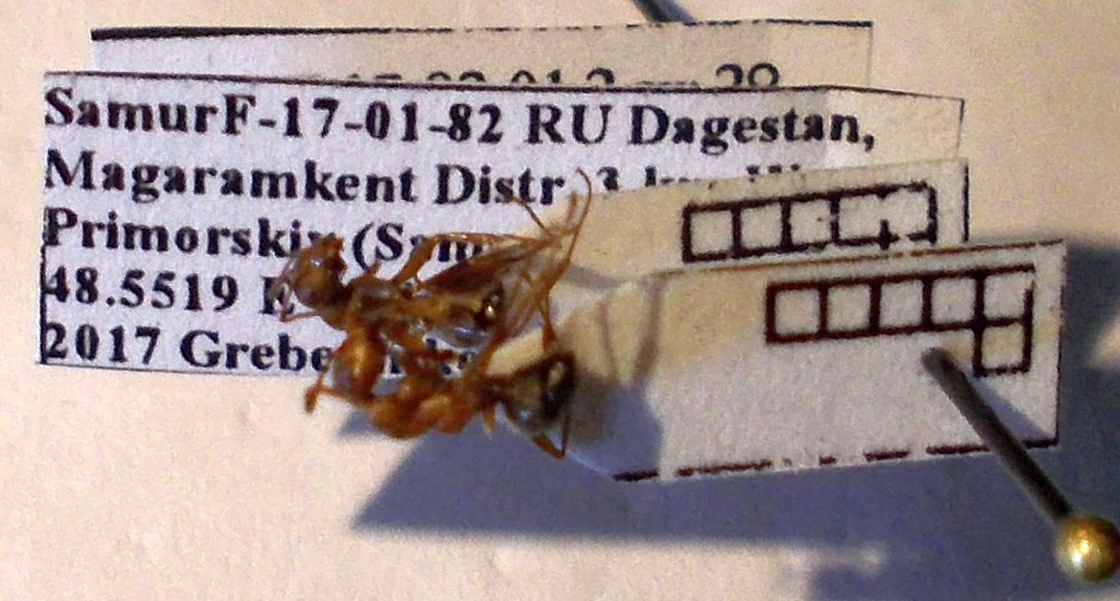 Formica clara