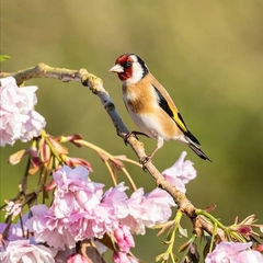 Carduelis carduelis