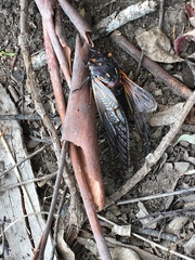 Macrotristria angularis