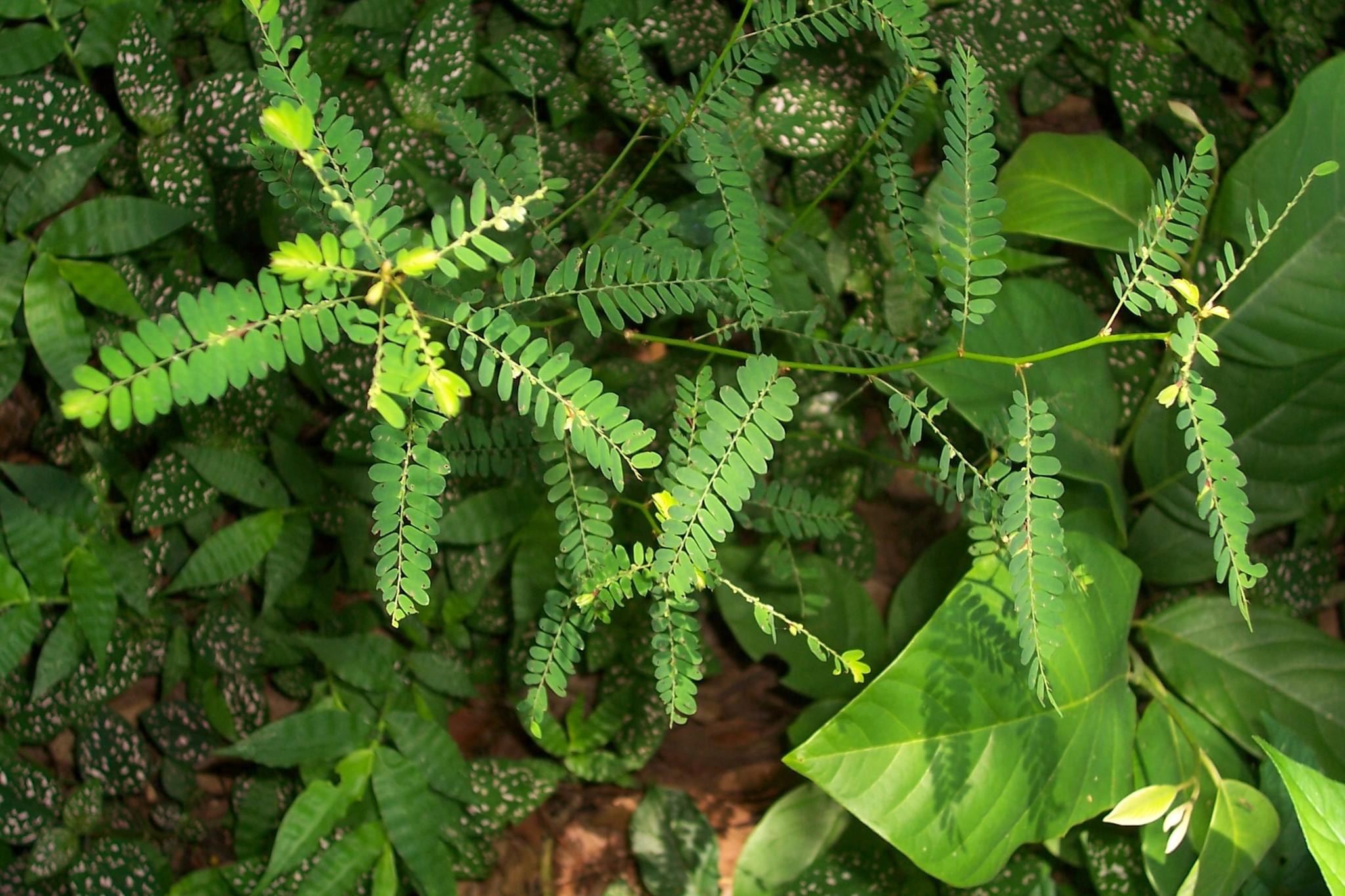 Phyllanthus niruri image